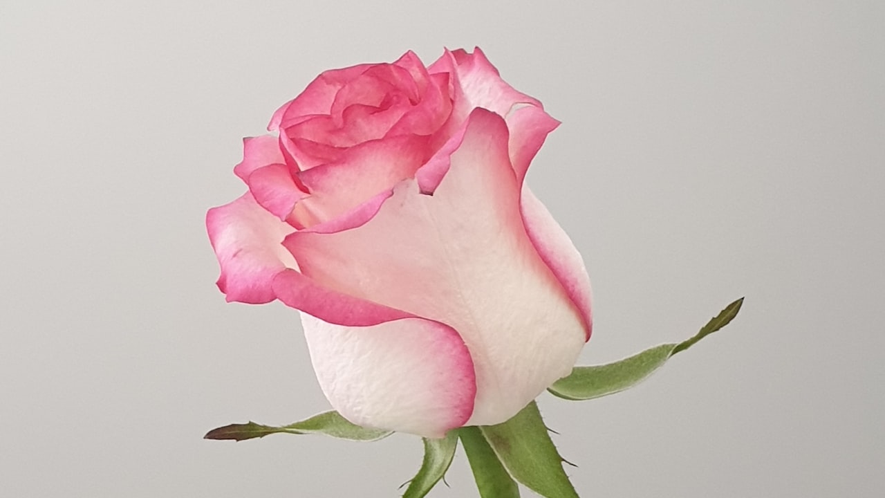 Product Review: An Objective Evaluation of Tianjin Blush Rose Handicraft Co., Ltd, an Artificial Flower Manufacturer
